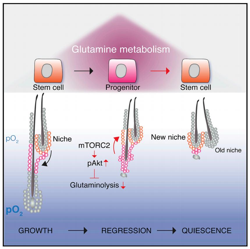 年轻人脱发秃顶治疗最有效的方法,毛囊干细胞治疗脱发的最新进展