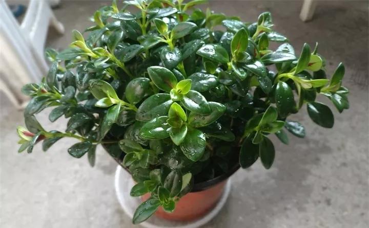 刚到家的花很好没多久就黄叶,买回来的花很快就蔫的原因