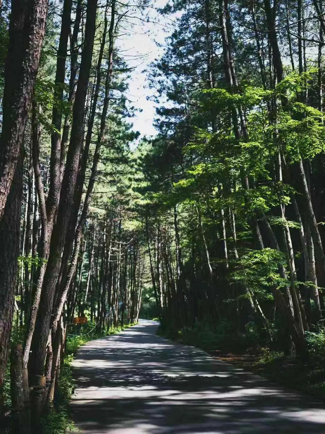 黄陵森林公园哪里好玩,黄陵国家森林公园游玩项目花费