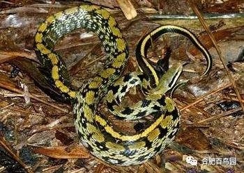 蛇类科普动物世界,各种动物蛇类科普视频