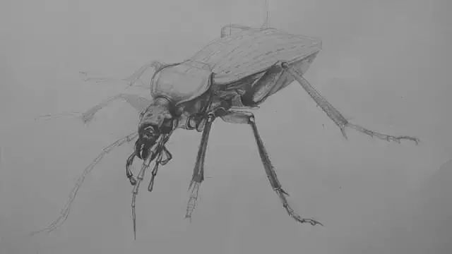 漫画入门零基础画画教程,0基础画画临摹推荐