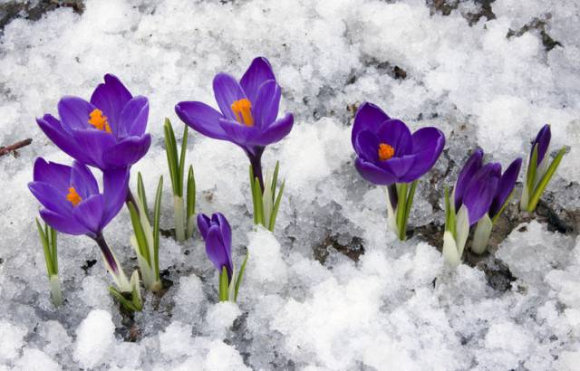 世界上最稀有最名贵的花,世界上最漂亮名贵的花