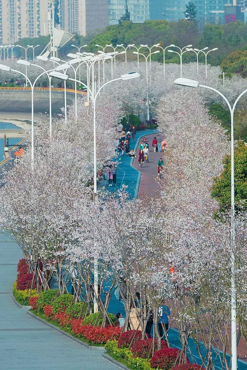 浙江11个地方樱花烂漫，千亩粉色天堂美到开挂，不输日本东京