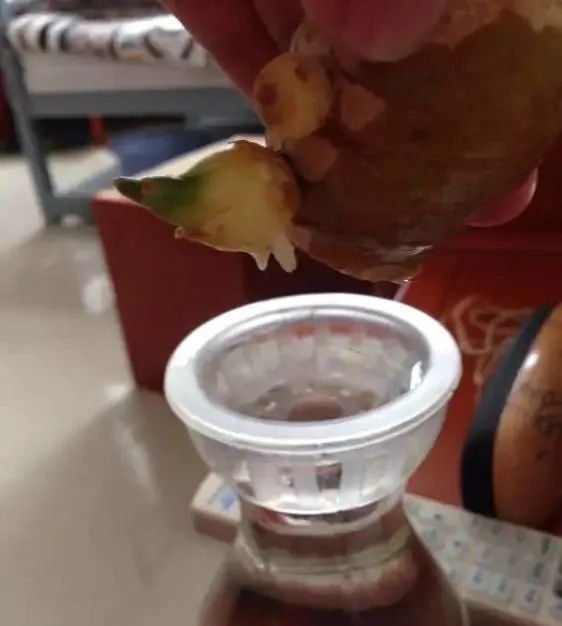 生姜发芽后还能不能种花,生姜发芽了现在可以盆栽吗