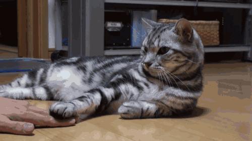 怎么让猫咪反抗狗狗的欺负,为啥猫咪不打老人