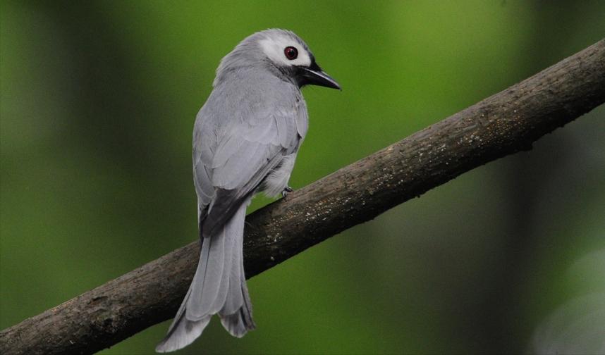 东江揽胜,惠州淡水常见鸟类图谱