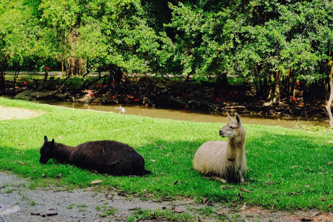 广州长隆攻略注意事项,广州长隆优惠攻略