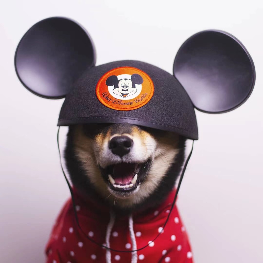 柴犬法斗柯基,法斗犬好还是柯基犬好