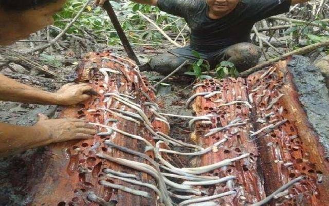 船蛆是什么贝类,船蛆贝类