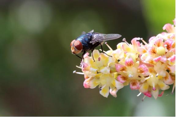 没人爱的苍蝇，原来是益虫欲媲美蜜蜂？