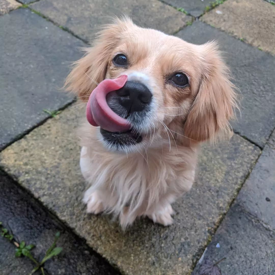 狗狗总爱舔舔舔，这是咋回事？