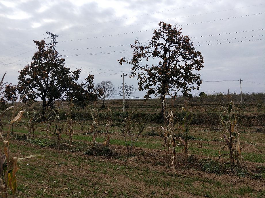 看农村是怎样采摘柿子的,采摘柿子全过程