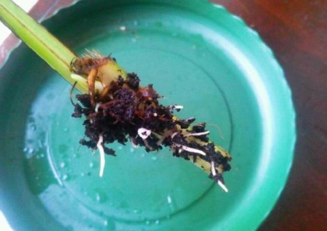 养绿萝没有生根粉怎么办,怎样养绿萝不长藤