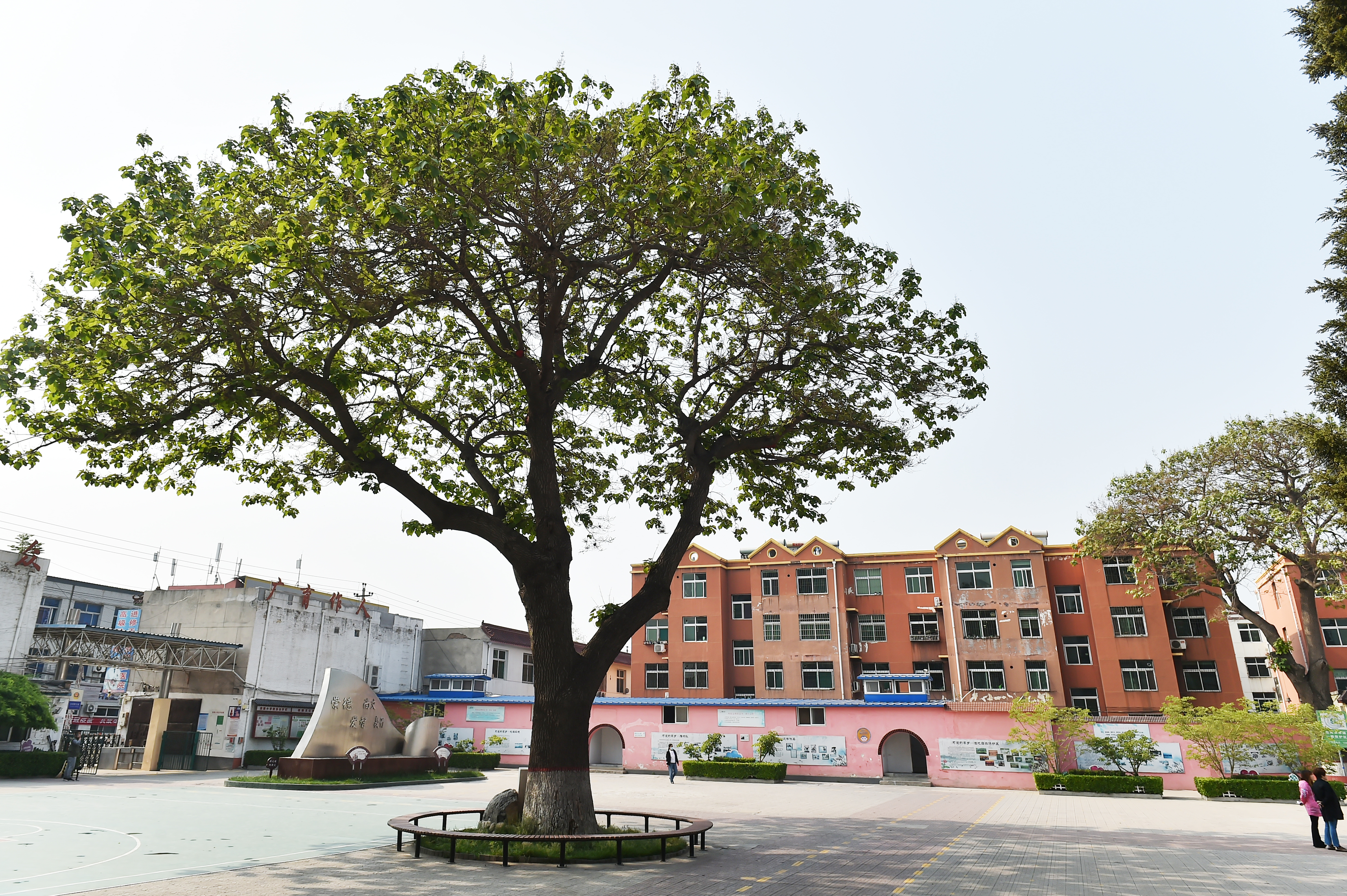 安新第二小学,绿树成荫倪邱中学校园