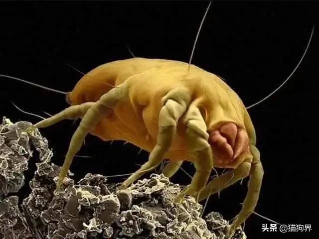 螨虫的小红疙瘩如何消退,家里有螨虫过敏者