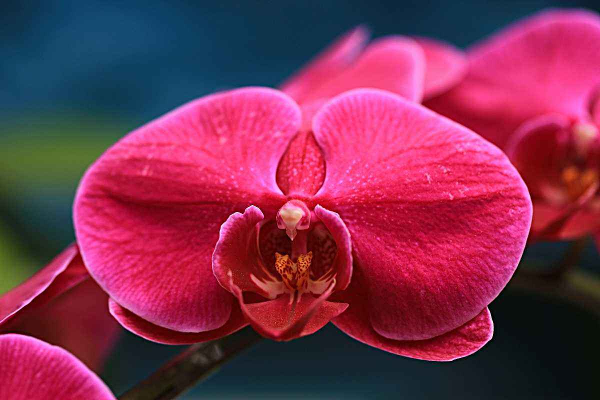 怎么能让蝴蝶兰花变色,想让蝴蝶兰多开花怎么办