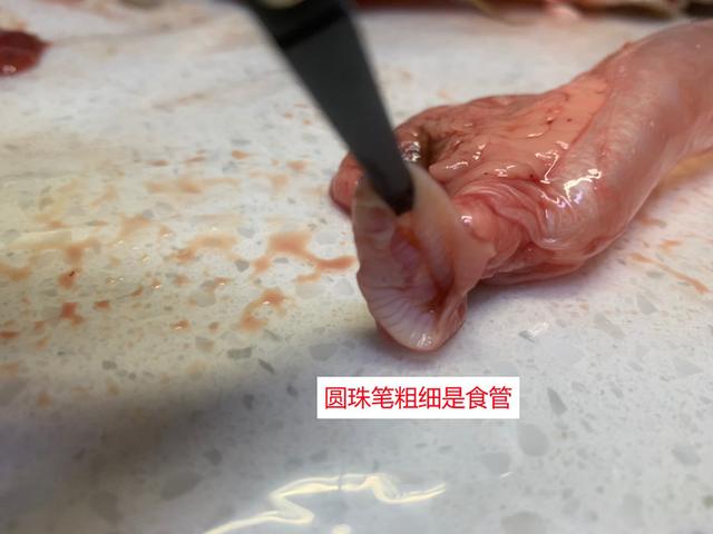 立达七彩过背金龙价格,立达过背金龙在哪买