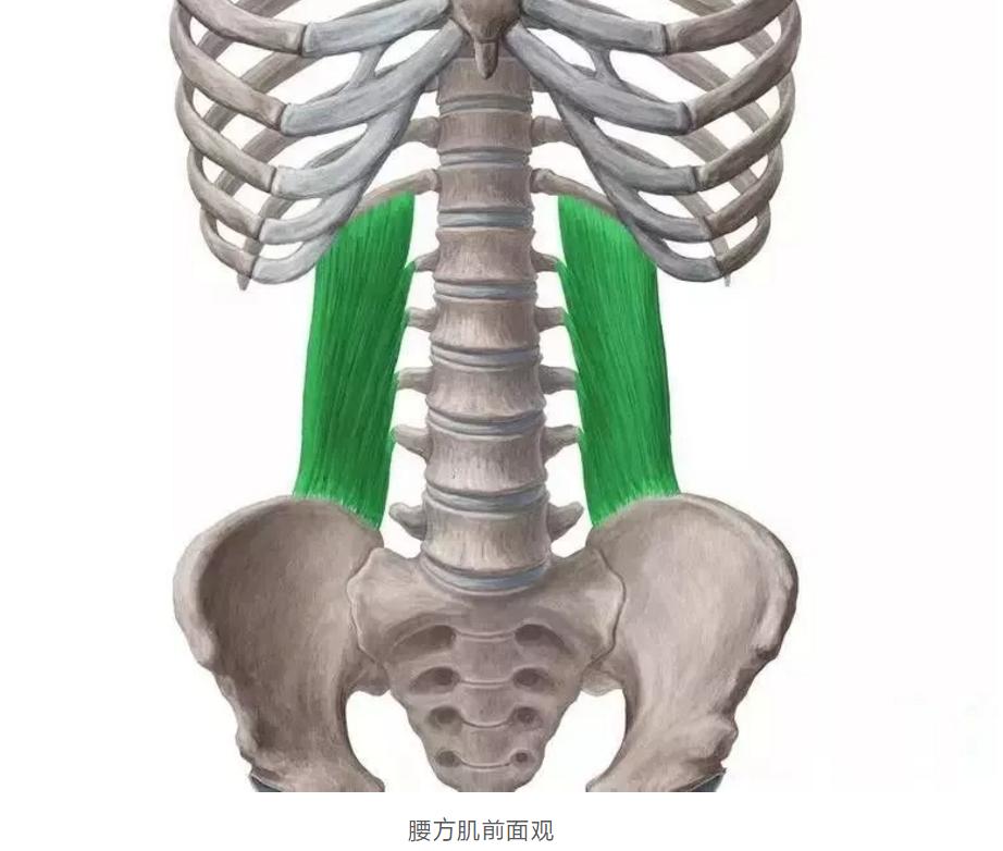 久坐腰痛大腿外侧疼的缓解方法,久坐腰痛的缓解方法微创手术