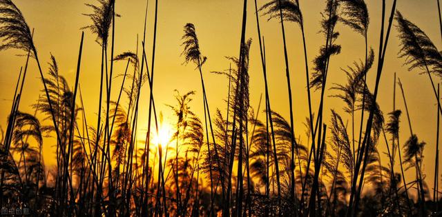 伊人在水一方,伊人在水一方免费在线观看高清