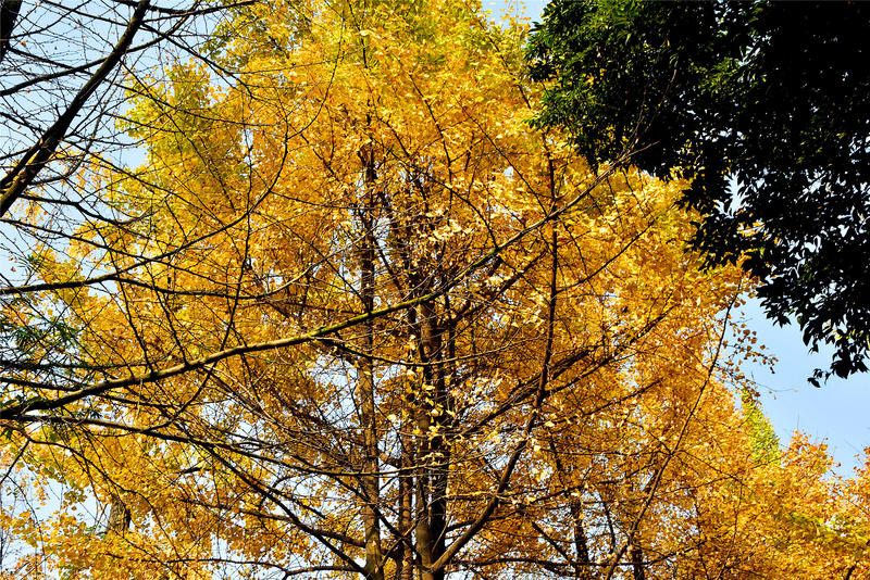 置身于童话中的九寨沟,畅游人间仙境黄龙九寨沟七日游