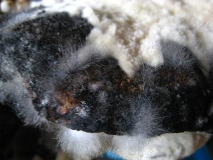 灵芝菌丝体胶囊的功效与作用,灵芝孢子菌丝特征