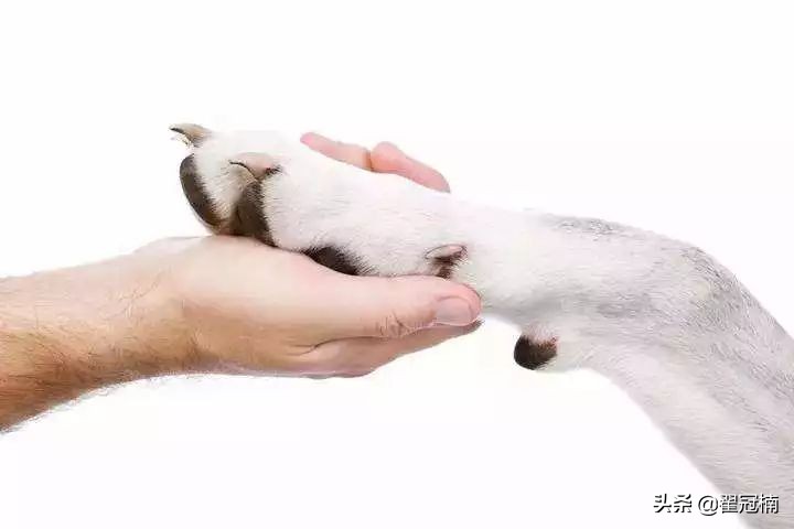 铲屎官必读:狗狗害怕剪趾甲,怎么办?