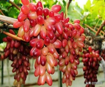 和田最好吃的在哪,和田好吃的都在什么地方