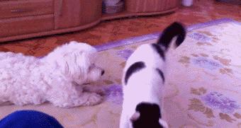 梦到喝马桶水，原来是狗半夜放屁