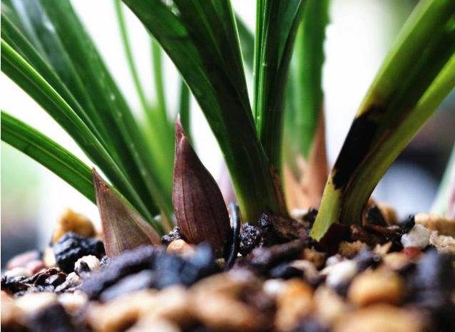 给我们科普一下兰花怎么养,200种兰花家庭莳养方法