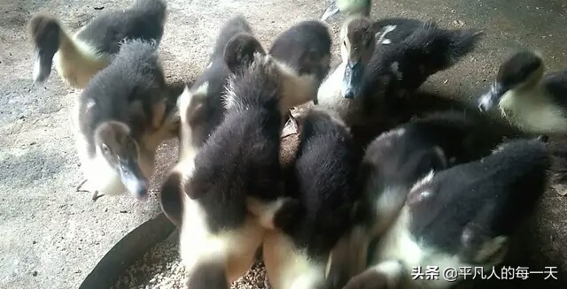 农村生意门路有哪些,农村发财致富门路