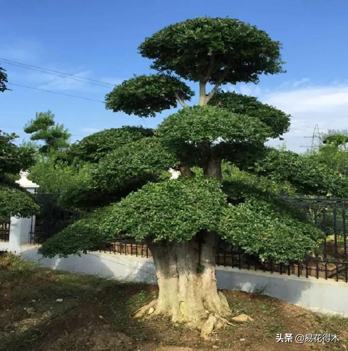 盆景制作技法与鉴赏教案,盆景制作与欣赏文章