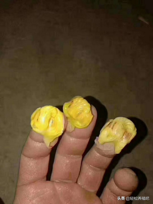 鸡消瘦的原因和治疗方法,鸡不吃食消瘦是怎么回事