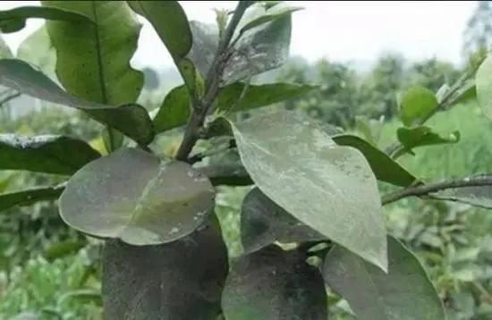 柑橘病虫害最新防治技术,柑橘病虫害详解视频教程