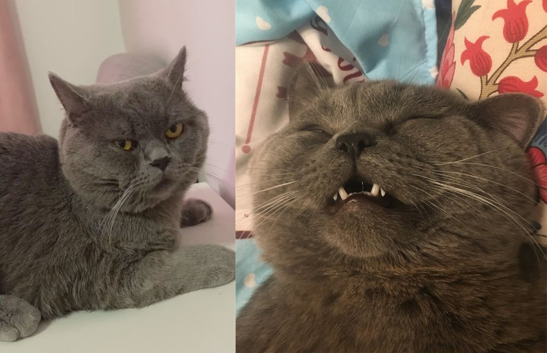 蓝猫一夜至少与五只母猫交配，啪到虚脱，最后被紧急送往医院输液