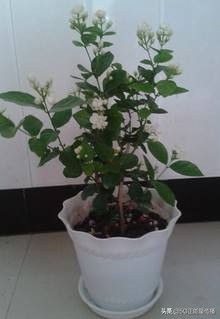 出门不在家怎么给家里的花浇水,出远门再也不用担心你会不会生病