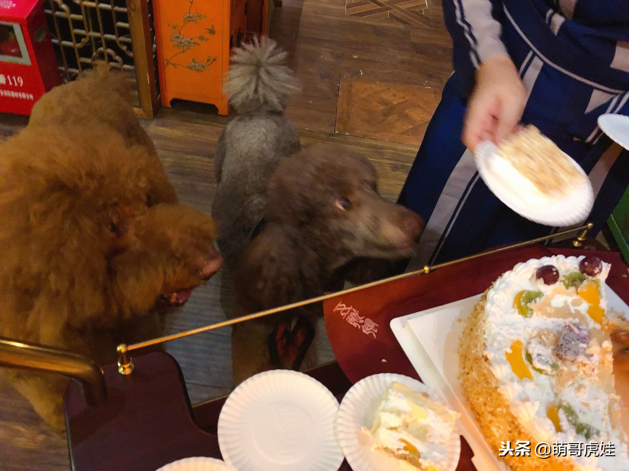 自从养了一只狗偷偷吃东西,自从养了狗偷吃东西都得偷偷摸摸