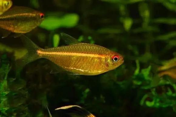 灯鱼草缸造景教程,草缸造景养什么鱼