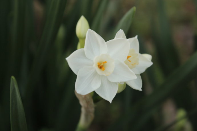 中国十大名植物,中国十大吉祥动物名称