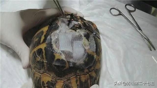 乌龟龟壳破了,乌龟快死如何补救龟壳凹下去