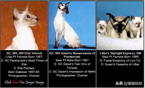 养猫新手买猫注意什么,新手养猫和买猫的注意事项