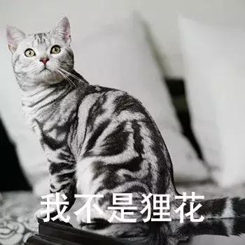 养猫猫推荐英短,新手第1次养猫还是养狗啊