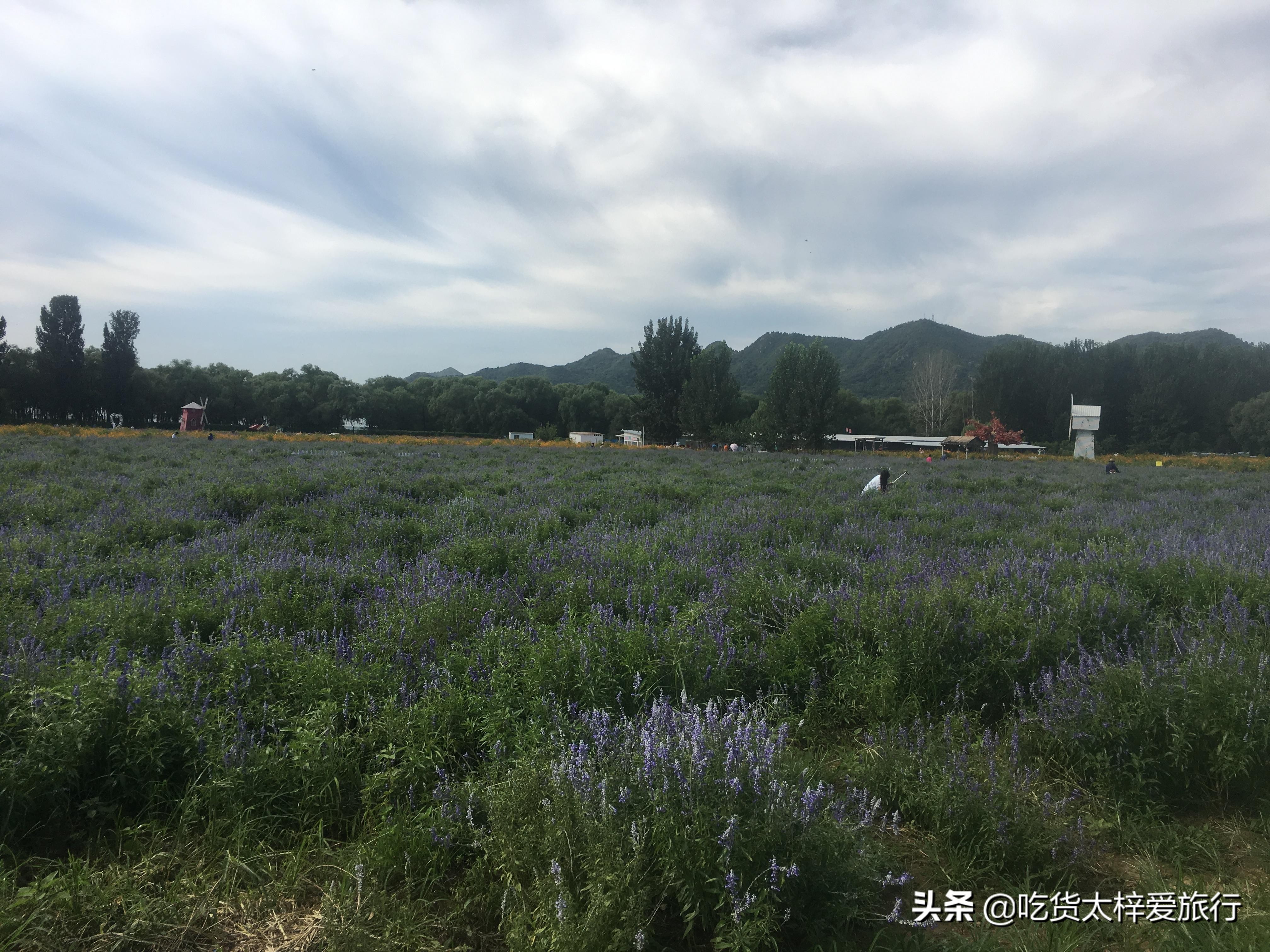 北京春季长城风光一日游,北京春游的地方推荐攻略