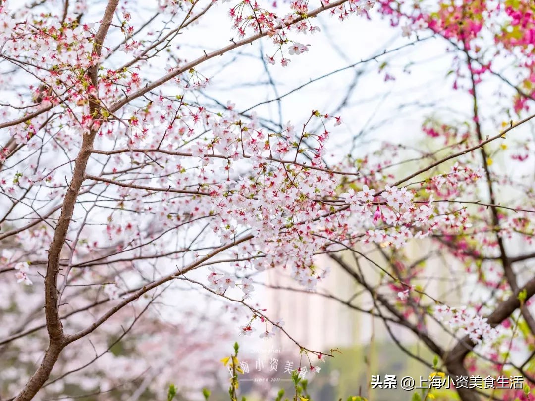 顾村公园一年一度赏樱,顾村公园赏樱点