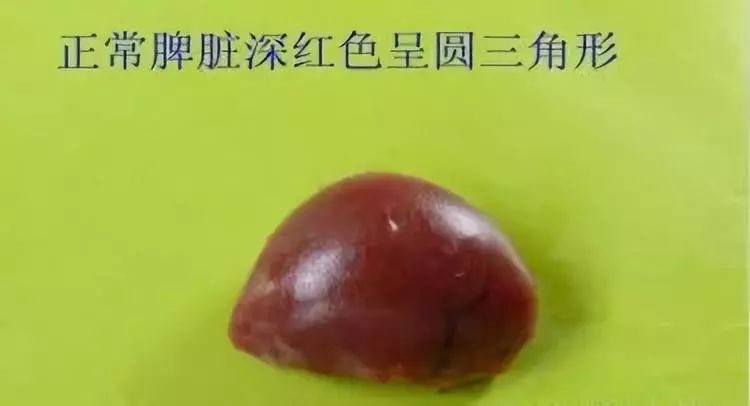 家禽常见疾病及检测方法书籍,家禽养殖疾病诊断