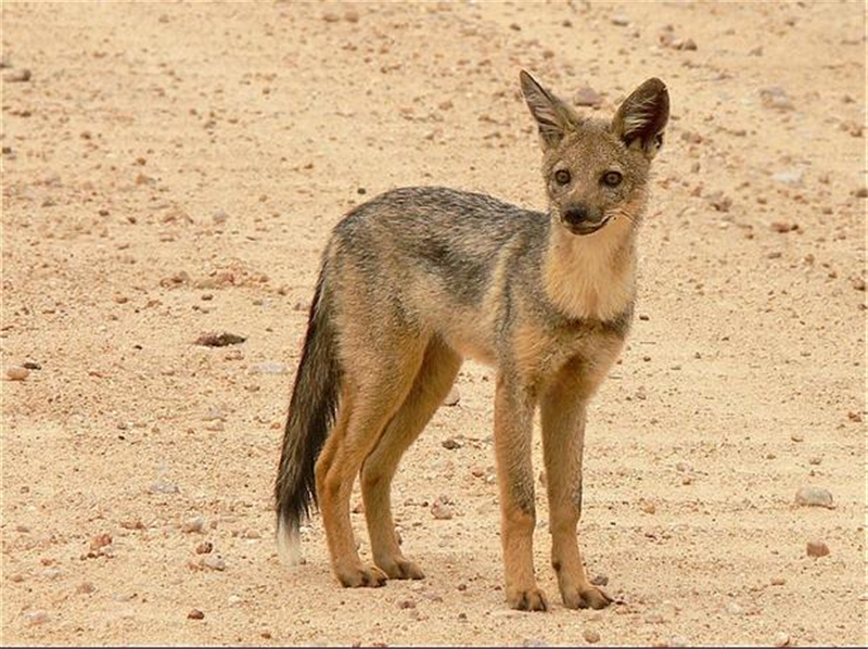 金豺和老虎,西藏金豺