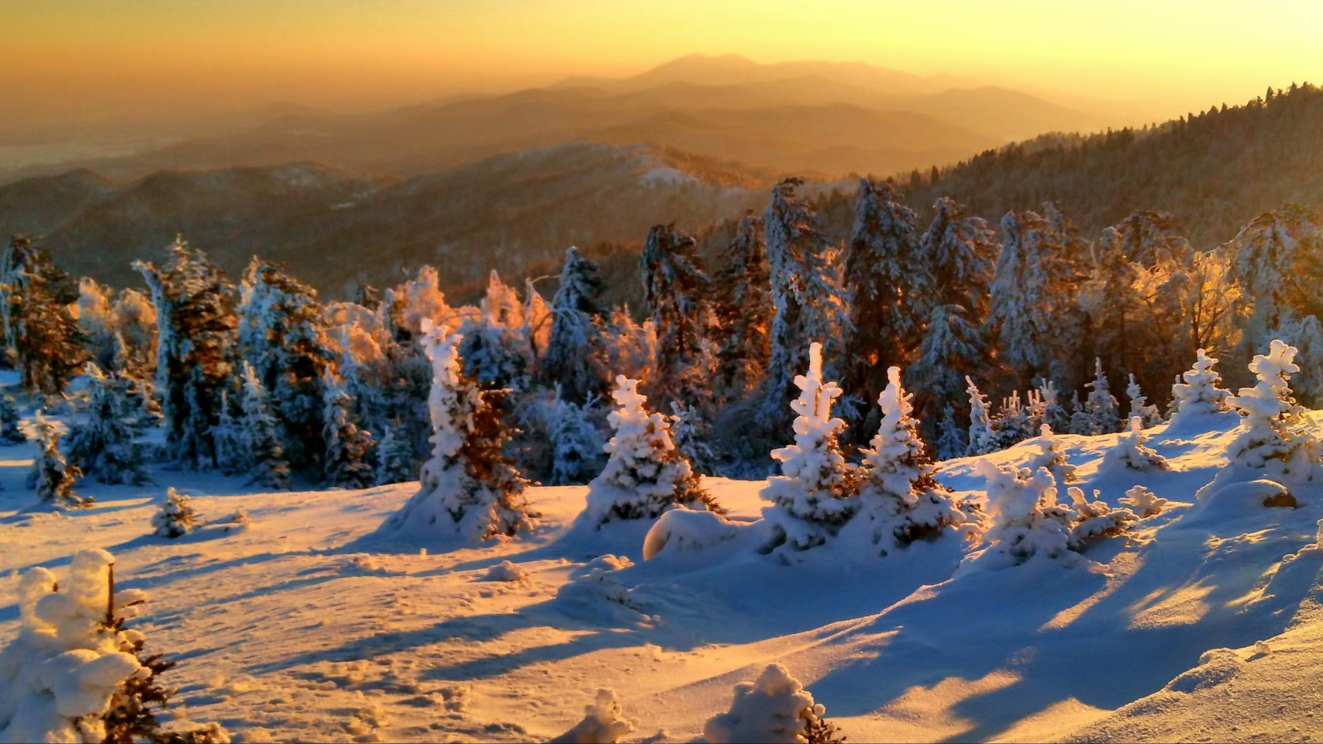 长白山猎人闻风丧胆,长白山雪原狼