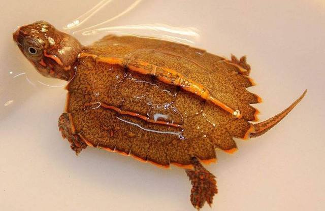 水陆两栖龟选什么龟,水陆两栖龟陆龟怎么区别