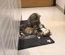 猫咪马杀鸡的视频,猫咪马杀鸡需要办卡吗