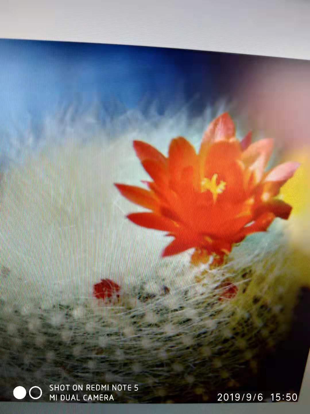 换盆的仙人球能不能晒太阳,刚换盆的仙人球能晒太阳吗