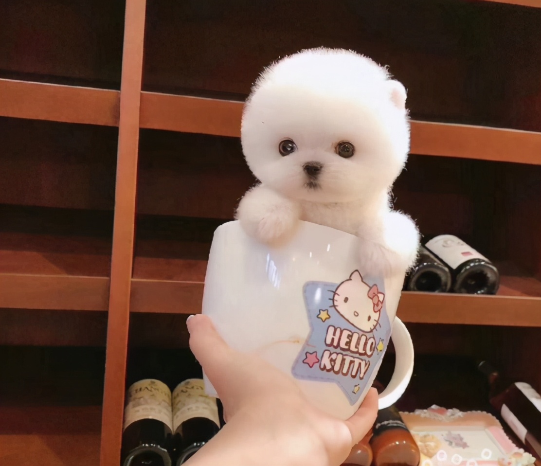 推荐你养这几种狗聪明又招财,这几种狗越养越值钱